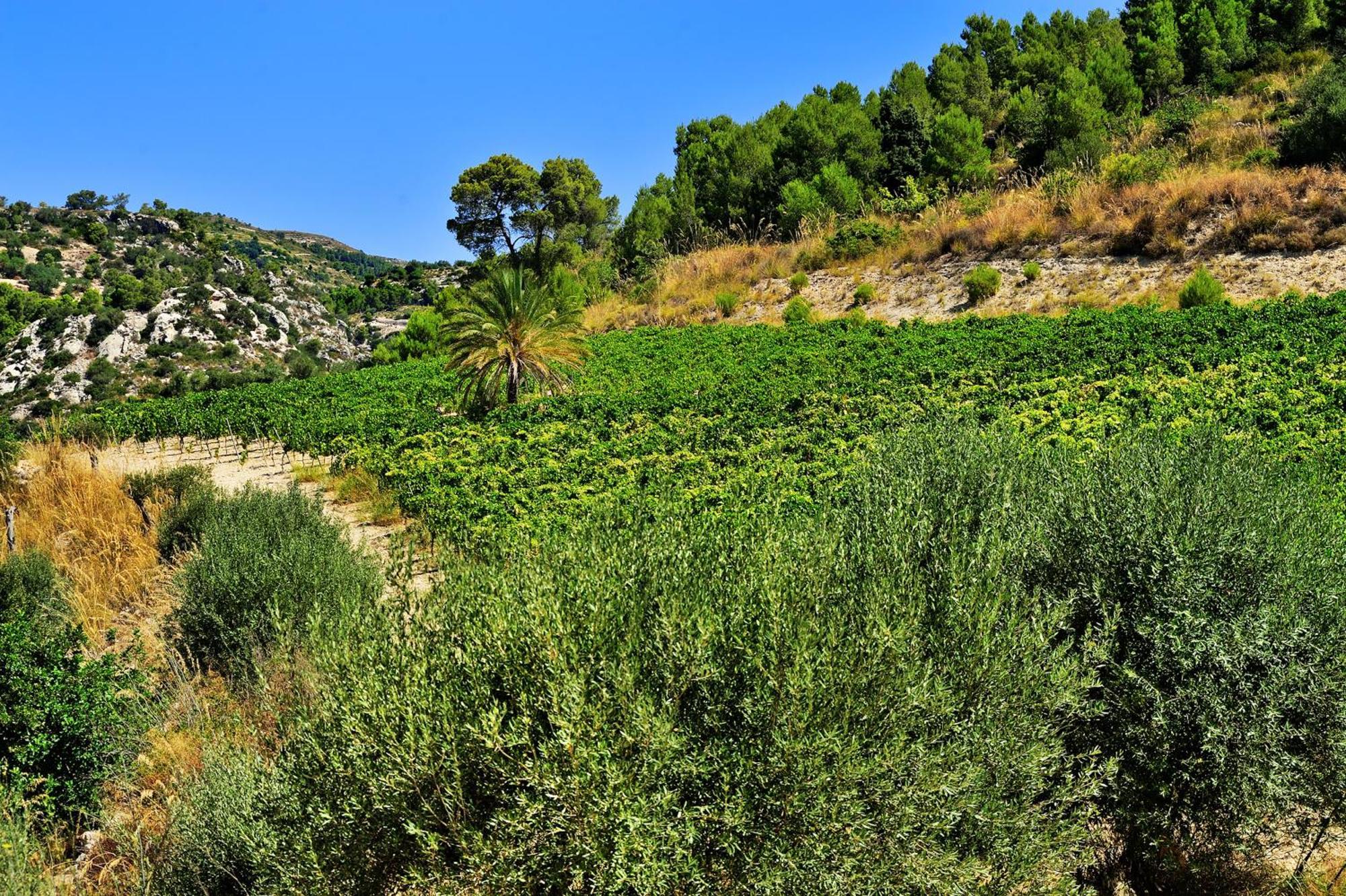 Kallikoros Country Resort & Spa Noto Bagian luar foto
