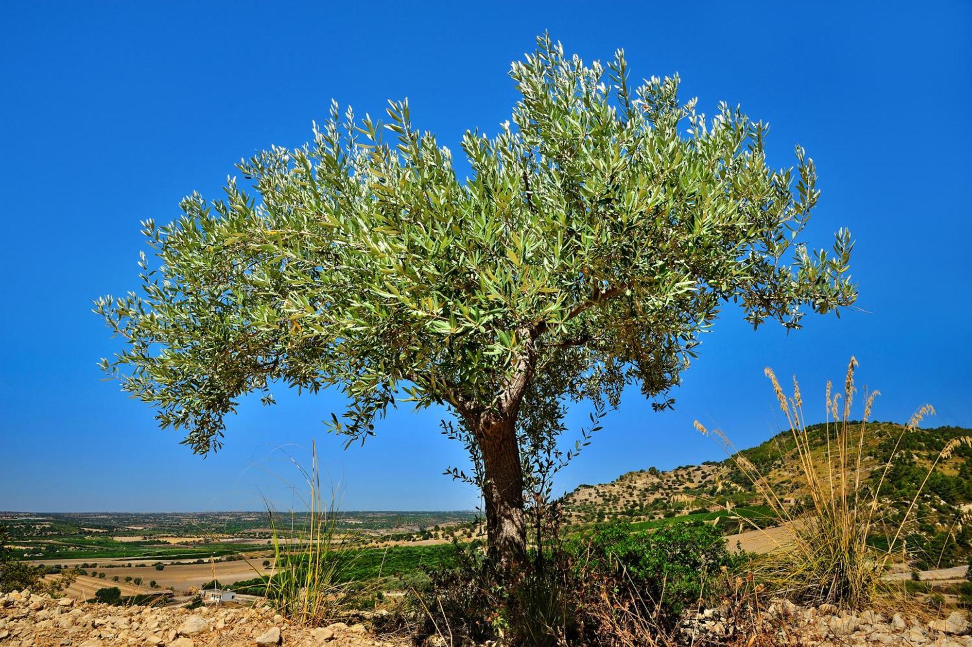 Kallikoros Country Resort & Spa Noto Bagian luar foto