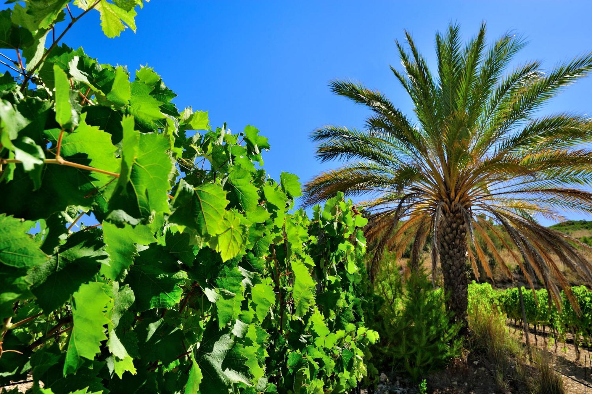 Kallikoros Country Resort & Spa Noto Bagian luar foto