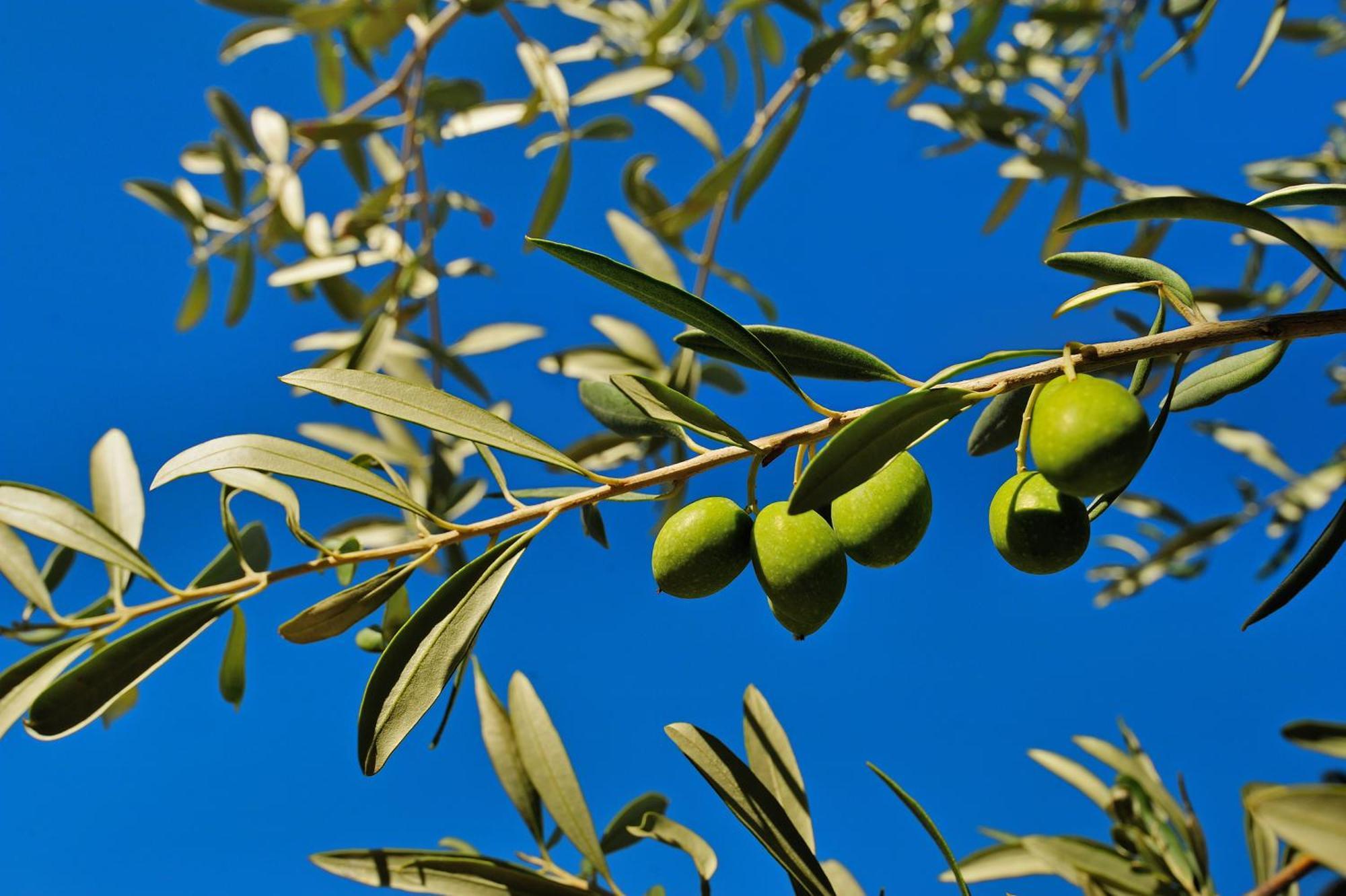 Kallikoros Country Resort & Spa Noto Bagian luar foto