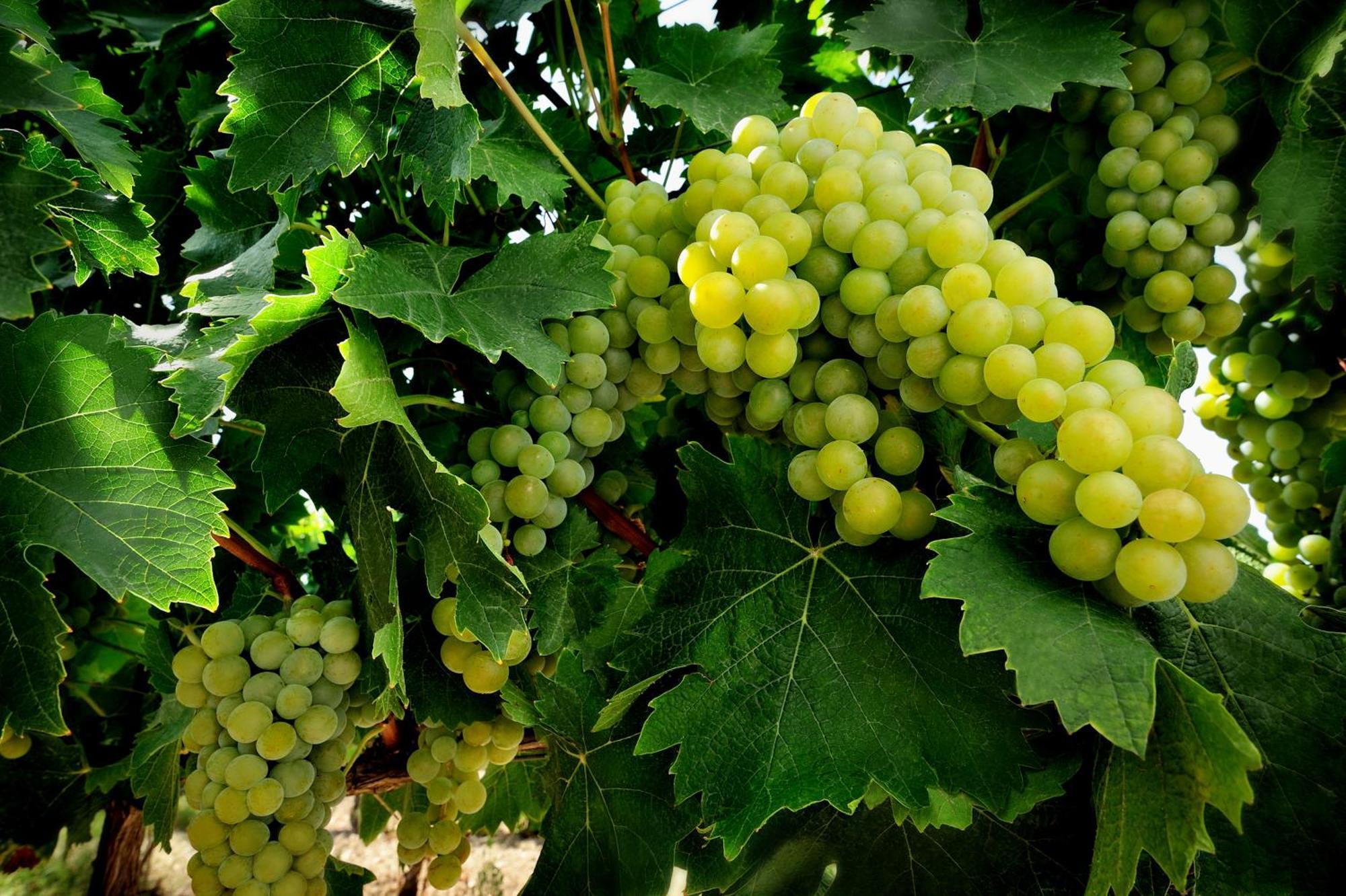 Kallikoros Country Resort & Spa Noto Bagian luar foto